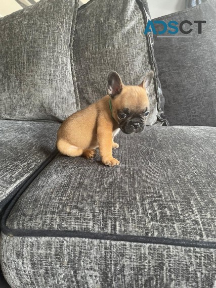 French Bulldog Puppies