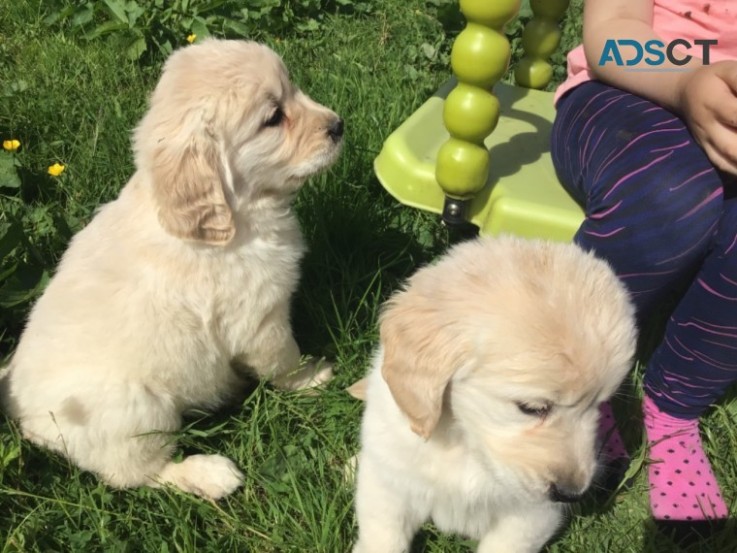 Golden Retriever Puppies