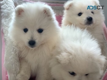 Japanese Spitz Puppies