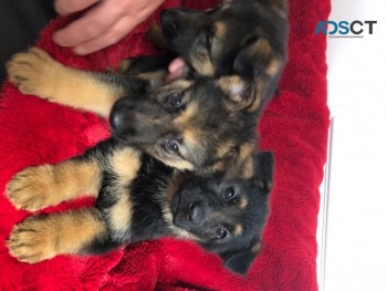 German Shepherd Puppies for sale