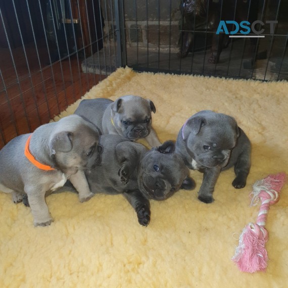 French Bulldog puppies for sale