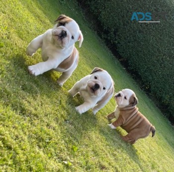 English Bulldog Puppies for Sale