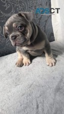 French Bulldog Puppies