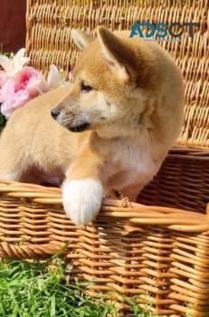  Japanese Shiba Inu Pups