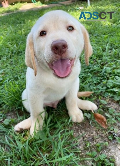 Labrador Pups