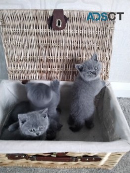 Beautiful British Shorthair Kittens -