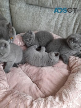 Beautiful British Shorthair Kittens -