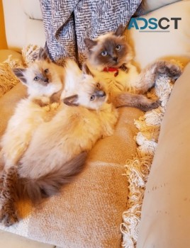 Beautiful Pedigree Ragdolls