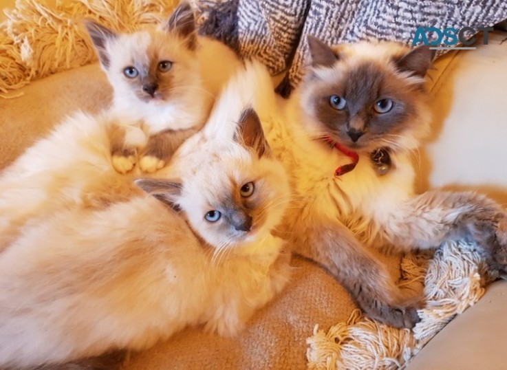 Beautiful Pedigree Ragdolls