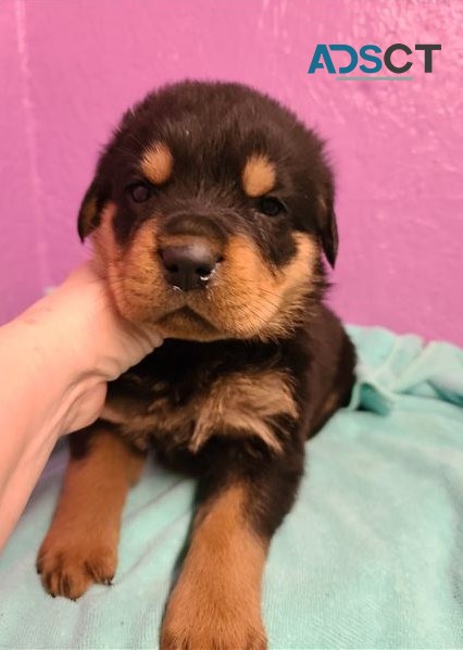 Rottweiler puppies