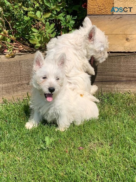 Stunning West Highland White Terrier Bab