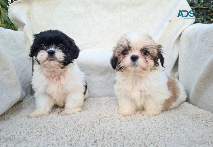 Shih tzu puppies