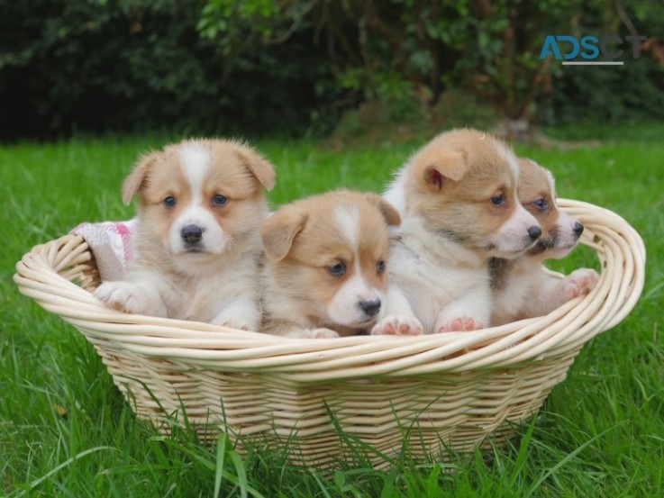 Beautiful Welsh Corgi Pembroke  puppies 