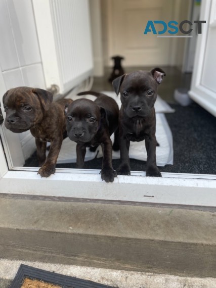 Staffordshire Bull Terrier Puppies