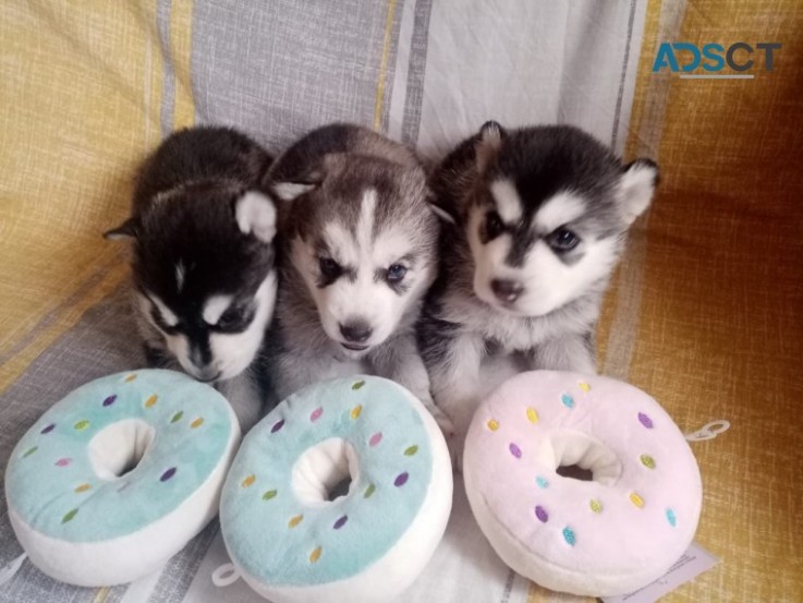 Cute and Adorable Siberian Husky Puppies