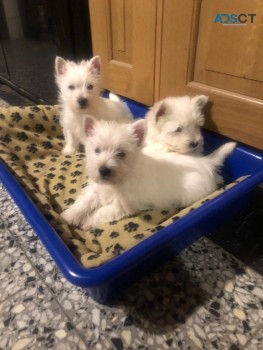 West Highland White Terriers for sale