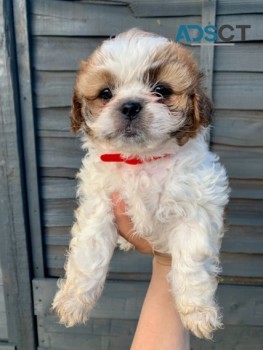 Shih tzu puppies