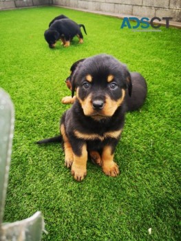 Rottweiler puppies