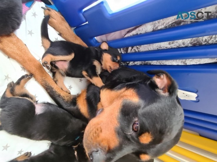 Rottweiler Puppies 