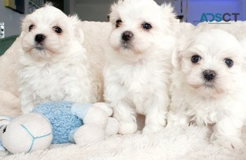 Pure White Maltese Puppies Ready for sal