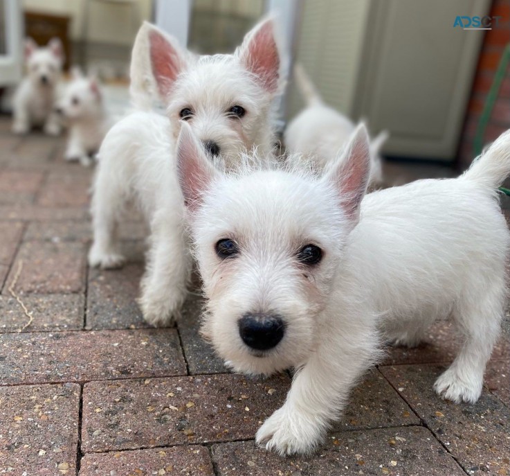 West Highland White Terriers for sale