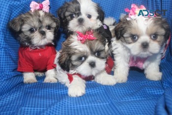  Shih tzu puppies