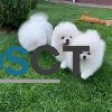 CHARMING POMERANIAN PUPPIES FOR SALE