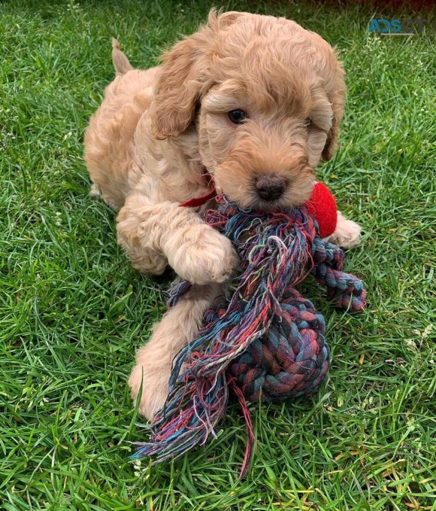 Cavapoo puppies