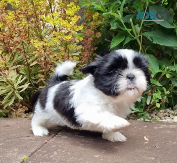 Shih tzu puppies