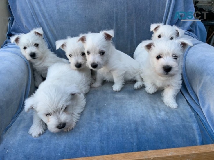 West Highland White Terriers for sale