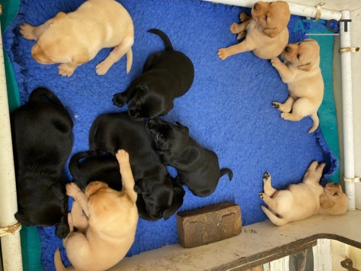 Nice Labrador Retriever Puppies For Sale