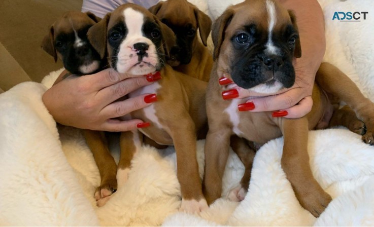 Beautiful Boxer puppies for good home