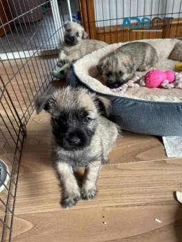 Cairn Terrier Puppies