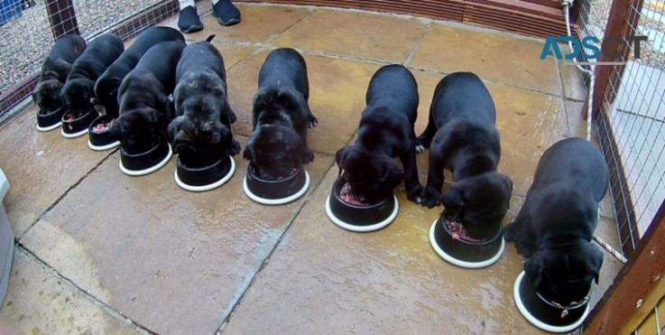 Gorgeous Male and female cane corso Pupp