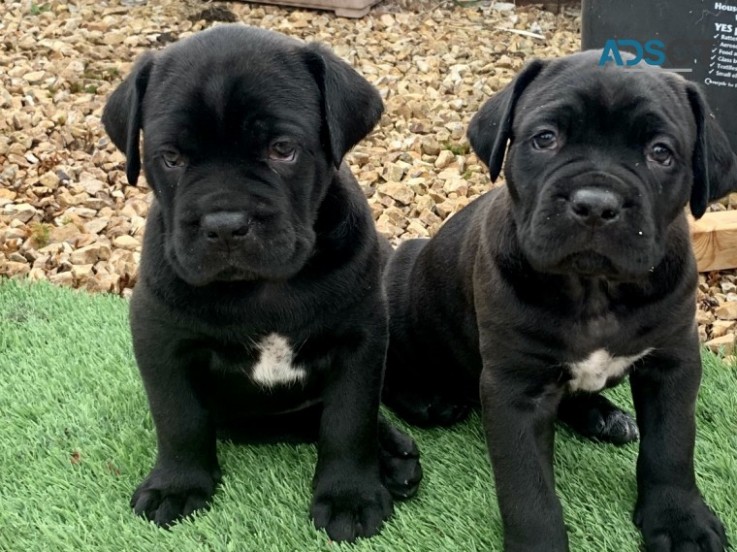 Gorgeous Male and female cane corso Pupp