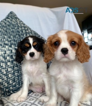 Pure Cavalier King Charles Spaniel