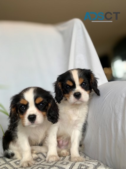 Pure Cavalier King Charles Spaniel