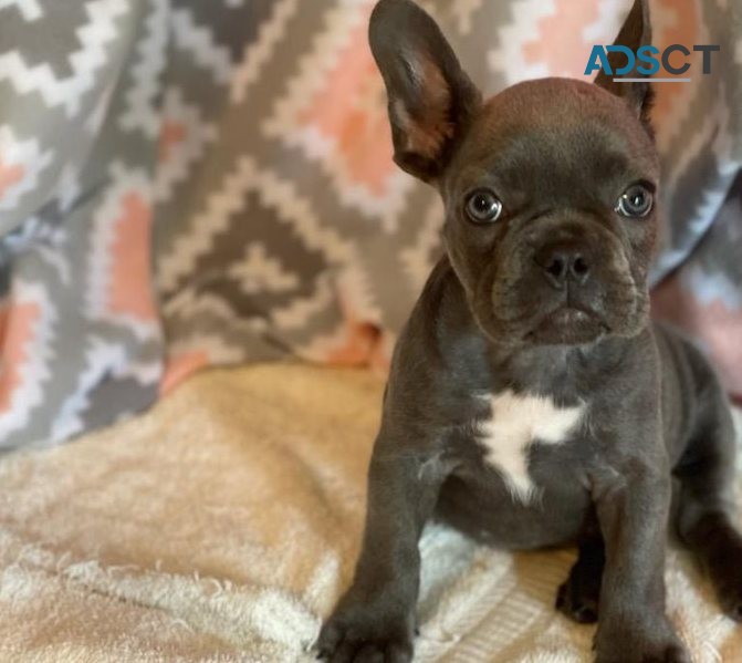 French Bulldog Puppies