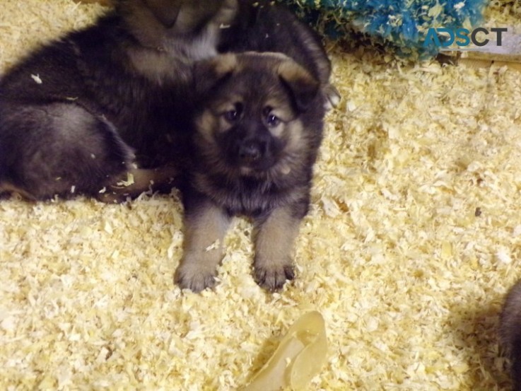 German Shepherd Puppies