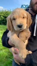 Golden Retriever Puppies