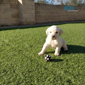 Labrador Pups