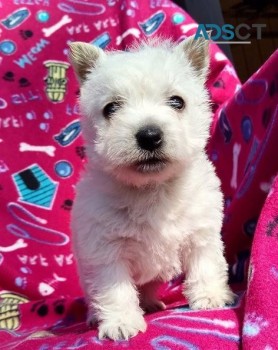 West Highland White Terriers for sale