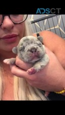 French Bulldog Puppies