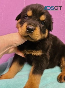 Rottweiler puppies