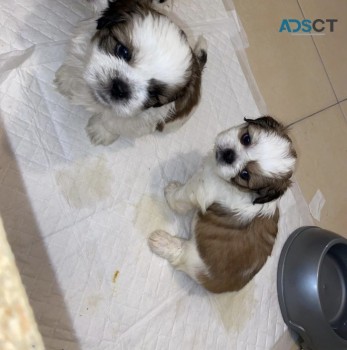 Shih tzu puppies