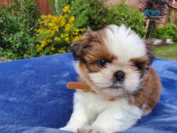 Shih tzu puppies