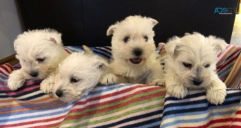 West Highland White Terriers for sale