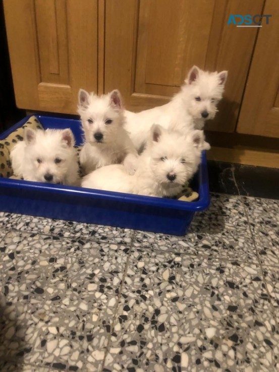 West Highland White Terriers for sale