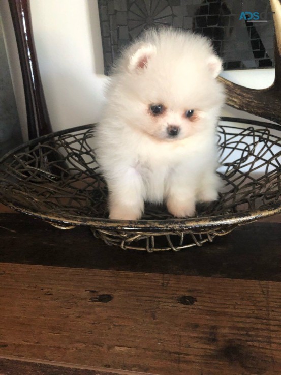 Pomeranians Puppies