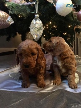 Cockapoo Puppies for sale